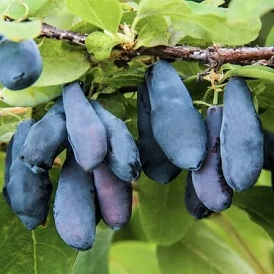 Жимолость съедобная СИБИРЯЧКА в Сургуте