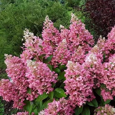 Гортензия ПИНКИ ВИНКИ метельчатая  Гортензия ПИНКИ ВИНКИ метельчатая в Сургуте