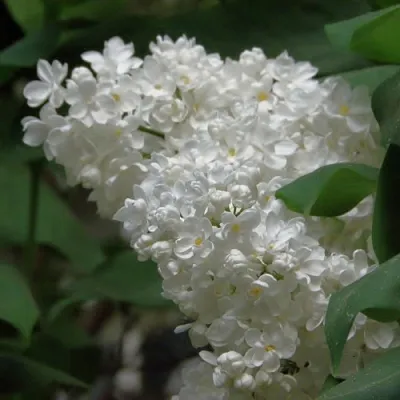 Сирень РУССКИЙ СЕВЕР в Сургуте