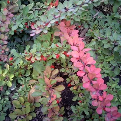 Барбарис ГРИН КАРПЕТ тунберга  Барбарис ГРИН КАРПЕТ тунберга в Сургуте