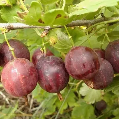 Крыжовник СМЕНА  Крыжовник СМЕНА в Сургуте