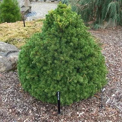 Ель ТОМПА обыкновенная  Ель ТОМПА обыкновенная в Сургуте