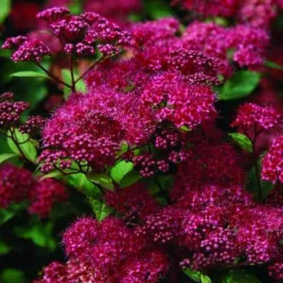 Спирея АНТОНИ ВАТЕРЕР японская  Спирея АНТОНИ ВАТЕРЕР японская в Сургуте