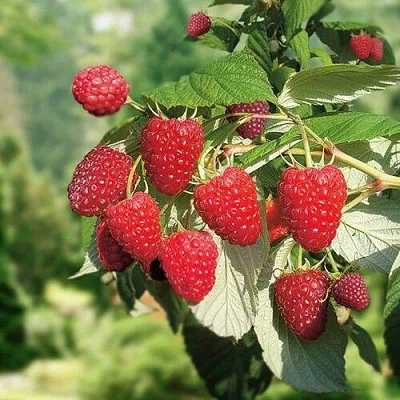 Малина РУБИФОЛ в Сургуте