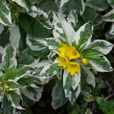 Вербейник АЛЕКСАНДР точечный  Вербейник АЛЕКСАНДР точечный в Сургуте