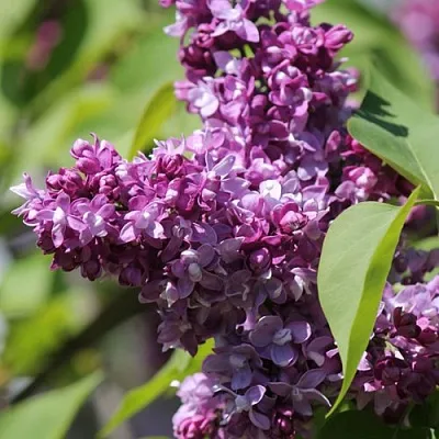 Сирень ИЗОБИЛИЕ  Сирень ИЗОБИЛИЕ в Сургуте