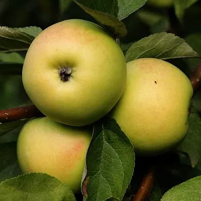 Яблоня ДАНИЛА  Яблоня ДАНИЛА в Сургуте