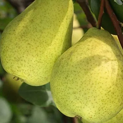 Груша СКАЗОЧНАЯ  в Сургуте