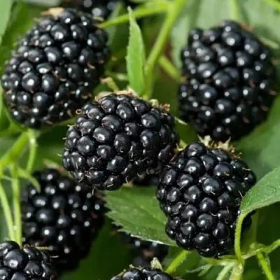 Ежевика ТРИПЛ КРАУН бесшипная  Ежевика ТРИПЛ КРАУН бесшипная в Сургуте