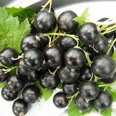 Смородина черная ТИТАНИЯ в Сургуте