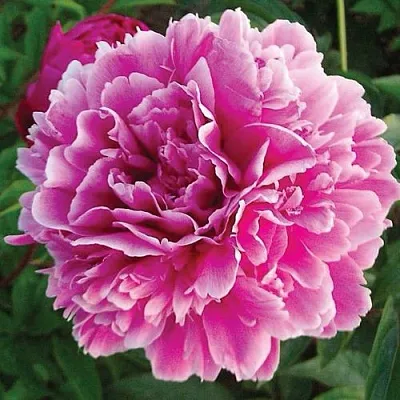 Пион ПУРПУРНАЯ ФЕЕРИЯ травянистый  Пион ПУРПУРНАЯ ФЕЕРИЯ травянистый в Сургуте