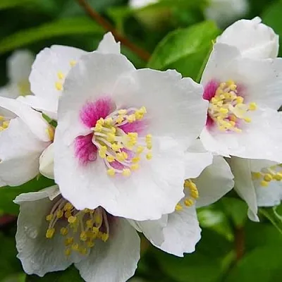 Жасмин БЕЛЬ ЭТУАЛЬ  Жасмин БЕЛЬ ЭТУАЛЬ в Сургуте