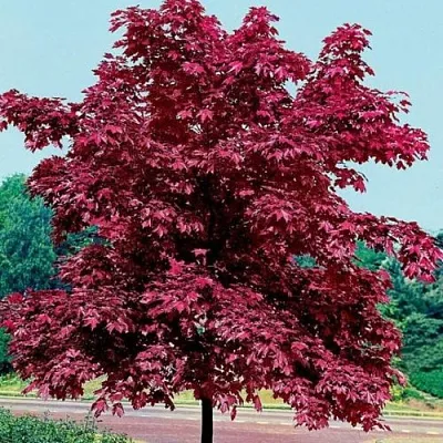 Клен КРИМСОН КИНГ остролистный в Сургуте