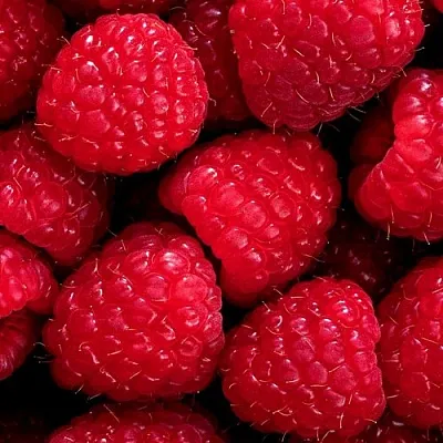 Малина в Сургуте