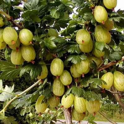 Крыжовник ИНВИКТА  Крыжовник ИНВИКТА в Сургуте