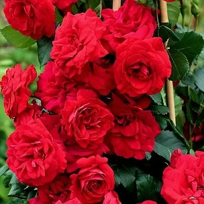 Саженцы роз АМАДЕУС плетистая  Саженцы роз АМАДЕУС плетистая в Сургуте