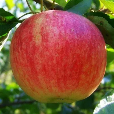 Яблоня Штрифель (Штрейфлинг или Осеннее полосатое) в Сургуте