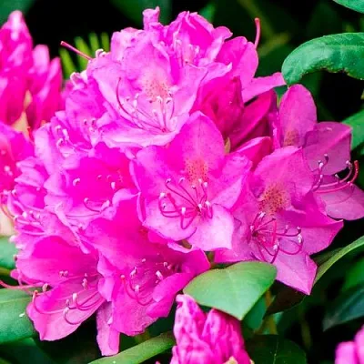 Азалия ПУРПУРТРАУМ японская  Азалия ПУРПУРТРАУМ японская в Сургуте