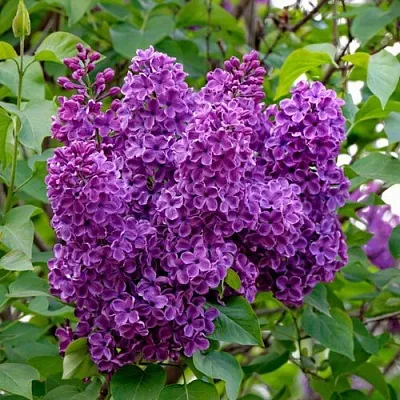 Сирень СУМЕРКИ  Сирень СУМЕРКИ в Сургуте