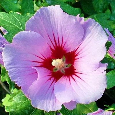 Гибискус ПИНК ФЛИРТ сирийский  Гибискус ПИНК ФЛИРТ сирийский в Сургуте