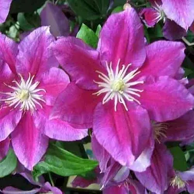 Клематис ХАНИЯ  Клематис ХАНИЯ в Сургуте