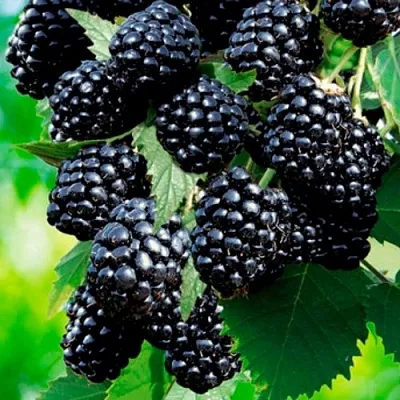 Ежевика ЛОХТЕЙ бесшипная  Ежевика ЛОХТЕЙ бесшипная в Сургуте