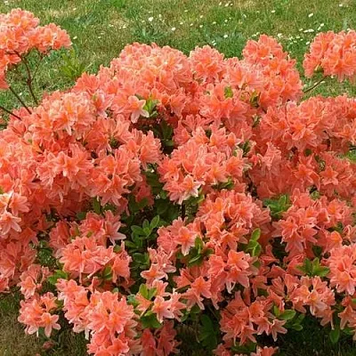 Рододендрон ЯПОНСКИЙ ОРАНЖЕВЫЙ  Рододендрон ЯПОНСКИЙ ОРАНЖЕВЫЙ в Сургуте