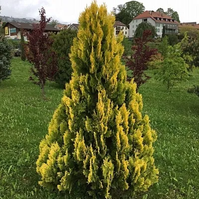 Туя ЕЛЛОУ РИББОН западная  Туя ЕЛЛОУ РИББОН западная в Сургуте