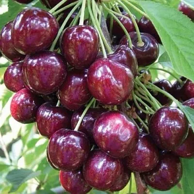 Черешня СЭМ колонновидная в Сургуте