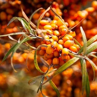 Облепиха ФИНСКАЯ в Сургуте