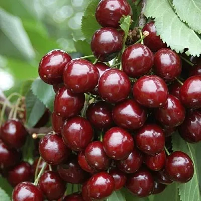 Черешня СИЛЬВИЯ колоновидная в Сургуте