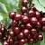 Черешня СИЛЬВИЯ колоновидная в Сургуте