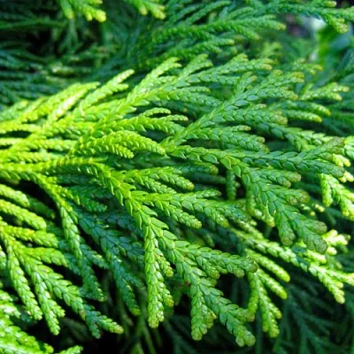 Туевик в Сургуте