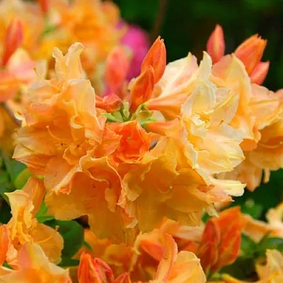 Азалия ЧАРДАШ листопадная  Азалия ЧАРДАШ листопадная в Сургуте