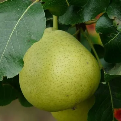 Груша САНРЕМО колонновидная  Груша САНРЕМО колонновидная в Сургуте