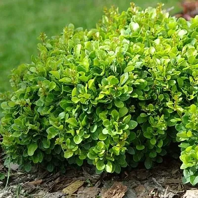 Барбарис КОБОЛЬД тунберга  Барбарис КОБОЛЬД тунберга в Сургуте