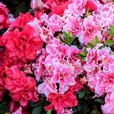 Декоративные растения  Декоративные растения в Сургуте