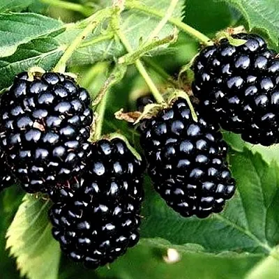 Ежевика ПРАЙМ АРК ТРЕВЕЛЕР ремонтантная  Ежевика ПРАЙМ АРК ТРЕВЕЛЕР ремонтантная в Сургуте