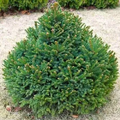 Ель БАРРИ обыкновенная  Ель БАРРИ обыкновенная в Сургуте