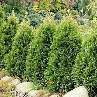 Туя СМАРАГД ВИТБОНТ западная  Туя СМАРАГД ВИТБОНТ западная в Сургуте