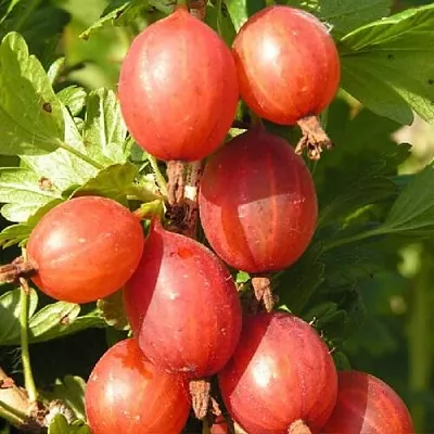 Крыжовник МАШЕКА  Крыжовник МАШЕКА в Сургуте