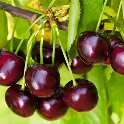 Черешня ИПУТЬ в Сургуте