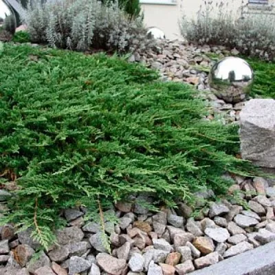 Можжевельник ПРИНЦ ОФ УЭЛЬС горизонтальный в Сургуте