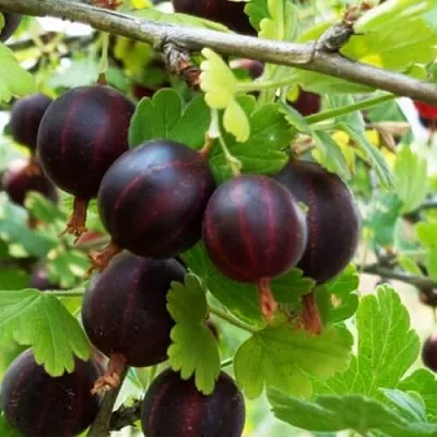 Крыжовник СЕВЕРНЫЙ КАПИТАН  Крыжовник СЕВЕРНЫЙ КАПИТАН в Сургуте