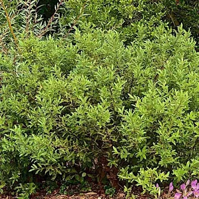 саженцы ивы саженцы ивы