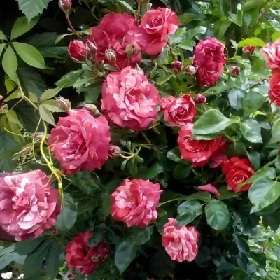 Саженцы роз БРАУНИ плетистая — описание сорта Саженцы роз БРАУНИ плетистая в Сургуте