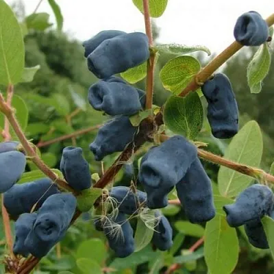 Жимолость съедобная ПУШКИНСКАЯ в Сургуте