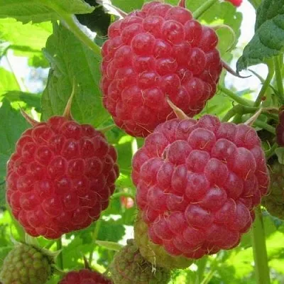 Малина НОВОСТЬ КУЗЬМИНА  в Сургуте