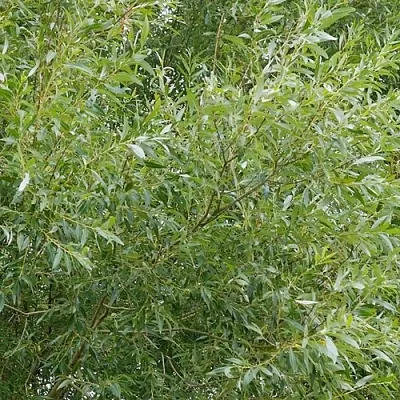 Ива ВИТЕЛЛИНА белая  в Сургуте