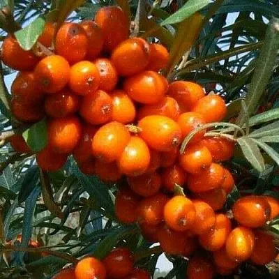 Облепиха ПЛАМЕННАЯ в Сургуте